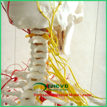 SKELETON02 (12362) Medizinische Wissenschaft Human Full Size 170/180 cm Neurovaskuläre Skelett Anatomische Modelle